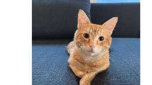 Lost Pet: Chester (Ravi)