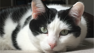 Lost Pet: Doris