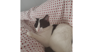 Lost Pet: Jack Daniels