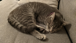 Lost Pet: Smokey