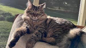 Lost Pet: Milo