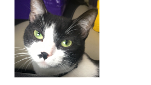 Lost Pet: Leona