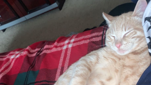 Lost Pet: Jasper