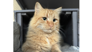 Lost Pet: Juju