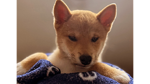 Lost Pet: Shinobi