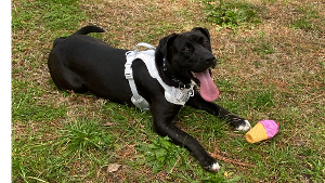 Lost Pet: Daisy Jade
