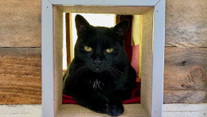 Lost Pet: Spooky