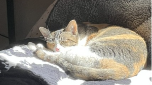 Lost Pet: Echo