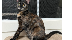 Lost Pet: Shadow Wong