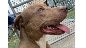 Lost Pet: Ares