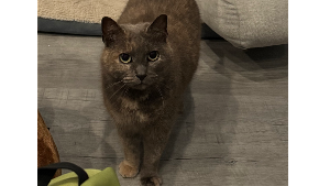 Lost Pet: Moth 