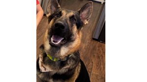 Lost Pet: RAMBO