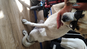 Lost Pet: Shasta