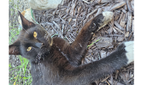 Lost Pet: Scout