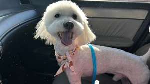 Lost Pet: Fendii Ka$h
