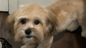 Lost Pet: Dolla Bill