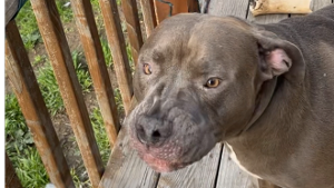 Lost Pet: JUDDAH