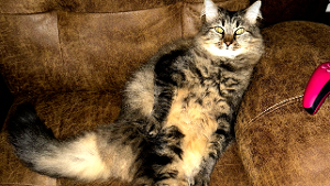Lost Pet: Pepper