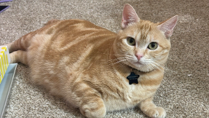 Lost Pet: Junie