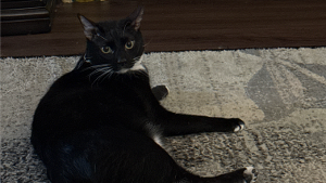 Lost Pet: COOKIE