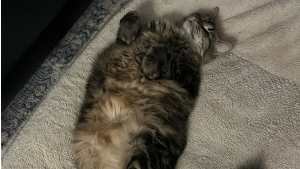 Lost Pet: Olivia