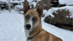 Lost Pet: LINCOLN LOG*