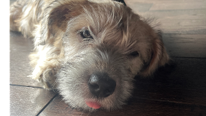 Lost Pet: Callum