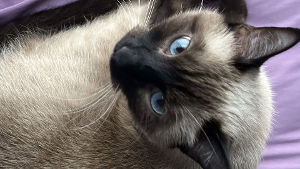 Lost Pet: Mercedes