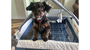 Lost Pet: Izzy