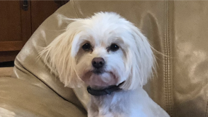 Lost Pet: Ginger