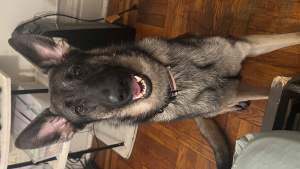 Lost Pet: ASH