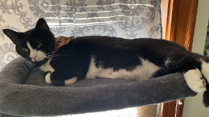 Lost Pet: Mona
