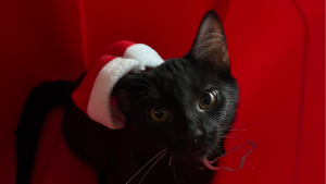 Lost Pet: Eli