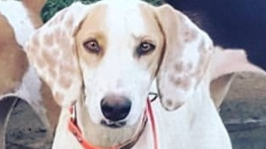 Lost Pet: Callie