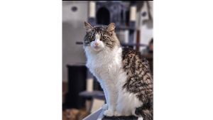 Lost Pet: Lucy