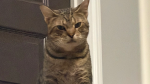 Lost Pet: Donny