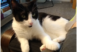 Lost Pet: Chesterton