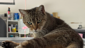 Lost Pet: Millie