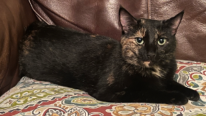 Lost Pet: Harmonica