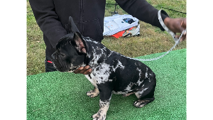 Lost Pet: Ace