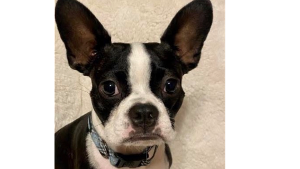 Lost Pet: Dylan