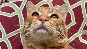 Lost Pet: Charles
