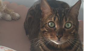 Lost Pet: Apollo