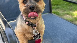 Lost Pet: Dinky