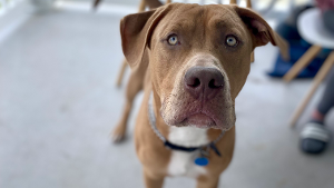 Lost Pet: Ace