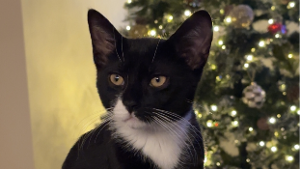 Lost Pet: Miso