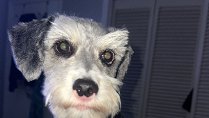 Lost Pet: Bingo