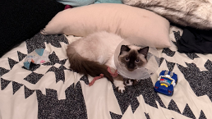 Lost Pet: Ziva