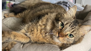 Lost Pet: Scout