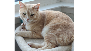 Lost Pet: Tuka